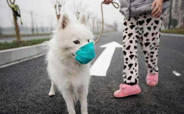 Kumalat ba ang SASR-Cov-2 sa mga alagang hayop?